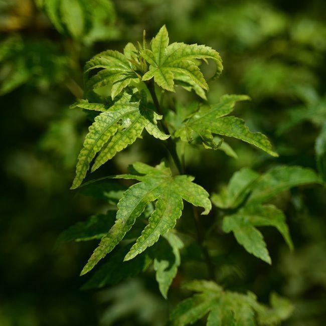 Acer Palmatum Berry Broom - Èrable du Japon Nain - Volume 3L / 30-40cm
