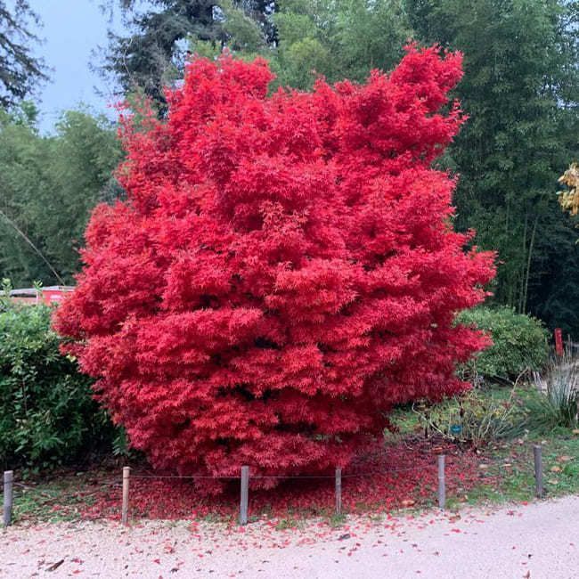 Acer Palmatum Skeeter's Broom - Érable du Japon - Volume 3L / 30-40cm