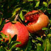 Punica Fina Tendral - Grenadier à fruits - Volume 3L / 30-50cm
