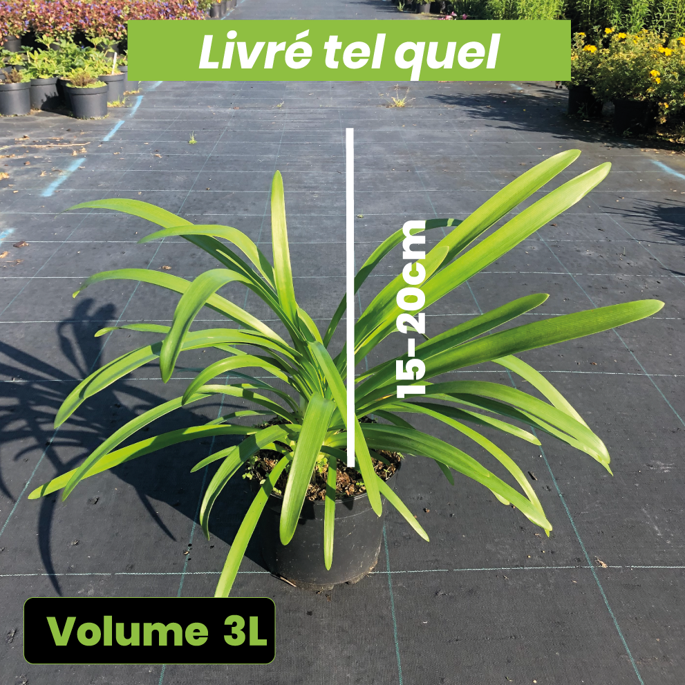 Agapanthus Queen Mum - Volume 3L / 15-20cm