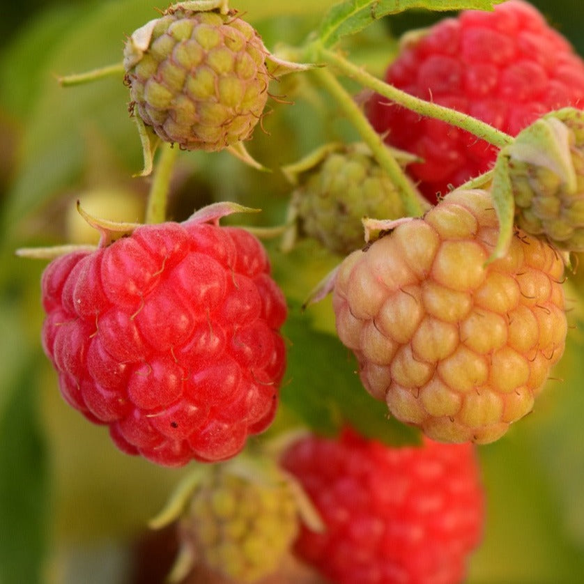 Rubus Idaeus Heritage - Framboisier Heritage - Volume 3L / 30-50cm