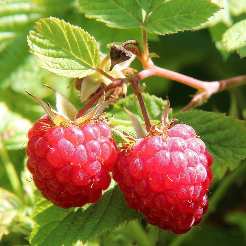 Rubus Idaeus Mailing Promise - Volume 3L / 30-50cm