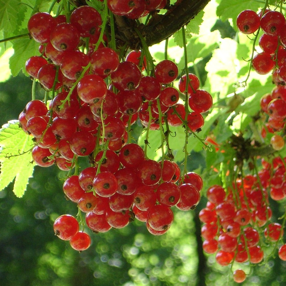 Ribes Rubrum Red Lake - Groseillier Red Lake Améliorée - Volume 3L / 30-50cm