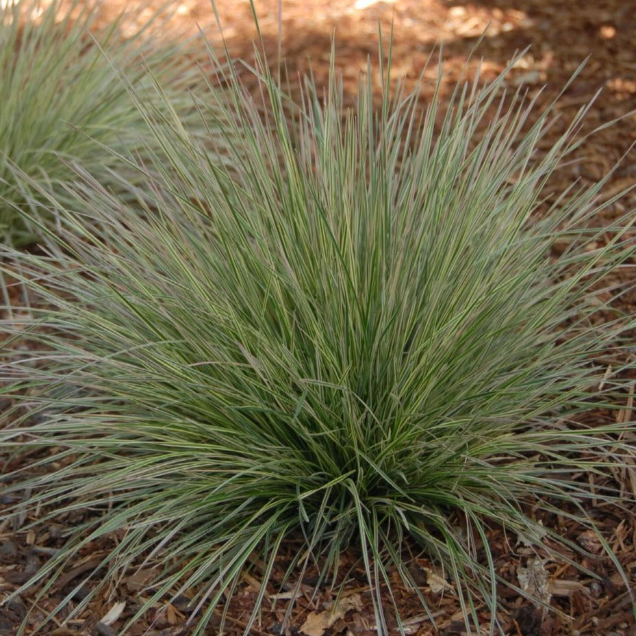 Deschampsia Cespitosa Northern Lights - Volume 2L / 20-30cm
