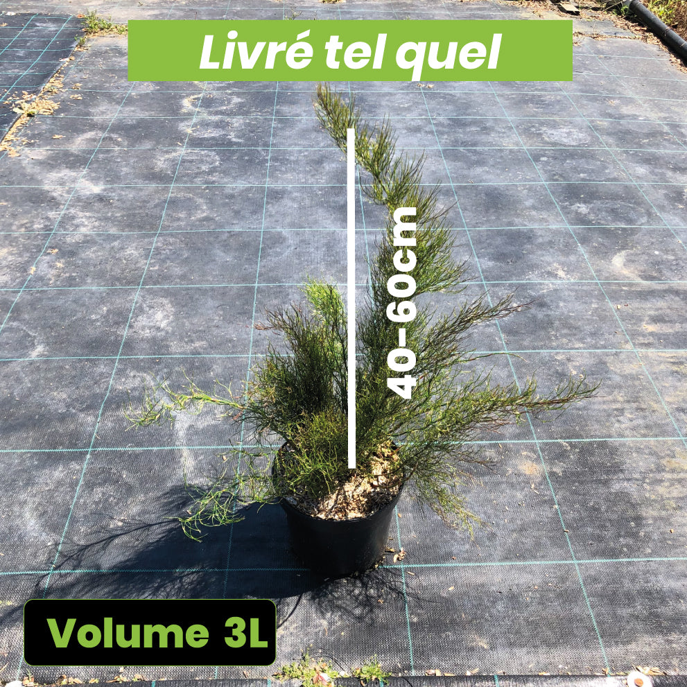 Rhodocoma Capensis - Restio