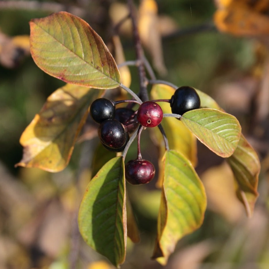 Rhamnus Alaternus - Alaterne - Volume 3L / 30-50cm