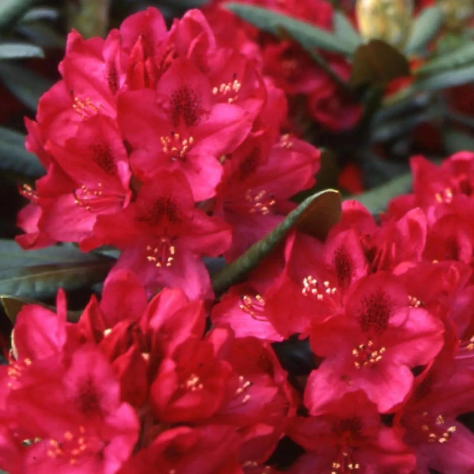Rhododendron Nova Zembla - Volume 4L / 30-50cm