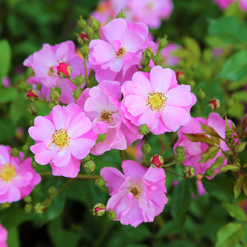 Rosa Happy Pin's - Volume 3L / 20-30cm