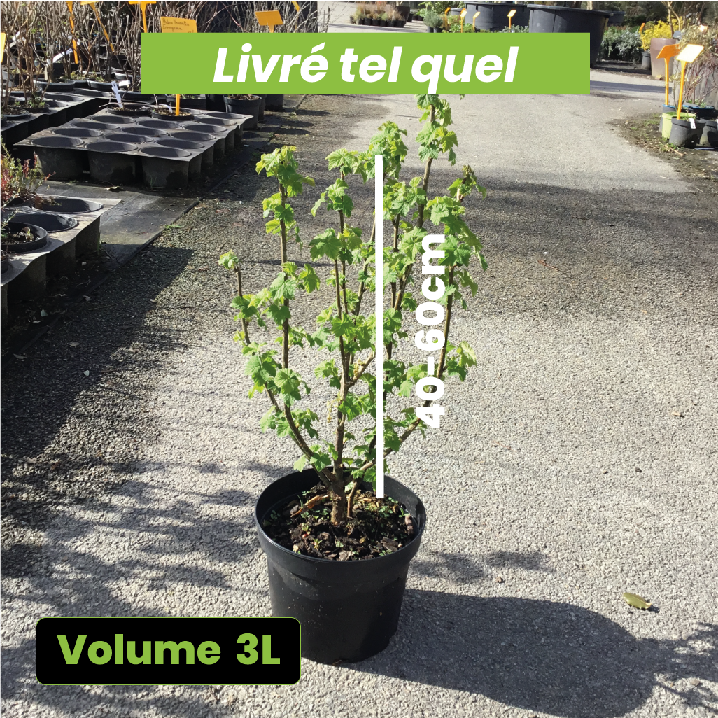 Ribes Junifer - Groseillier à grappe rouge - Volume 3L / 40-60cm