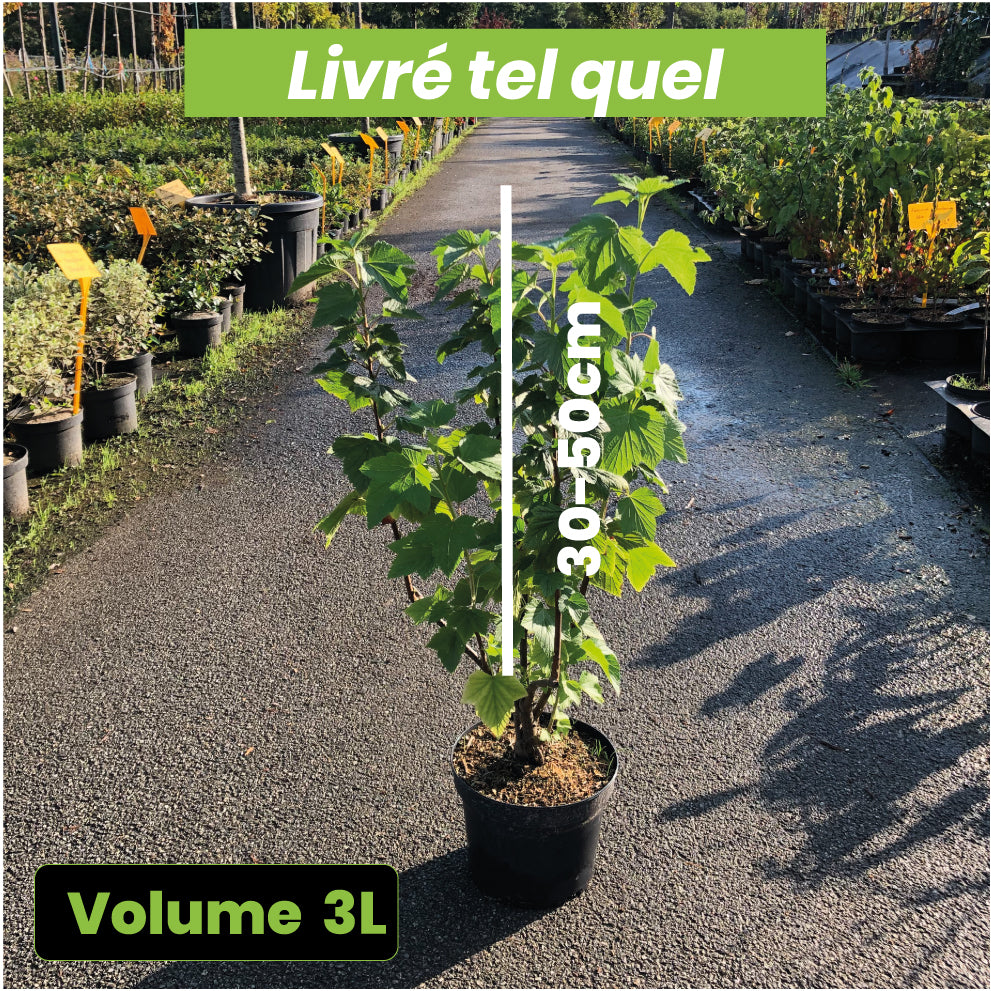 Ribes Nigrum Géant de Boskoop - Cassis Géant de Boskoop - Volume 3L / 30-50cm