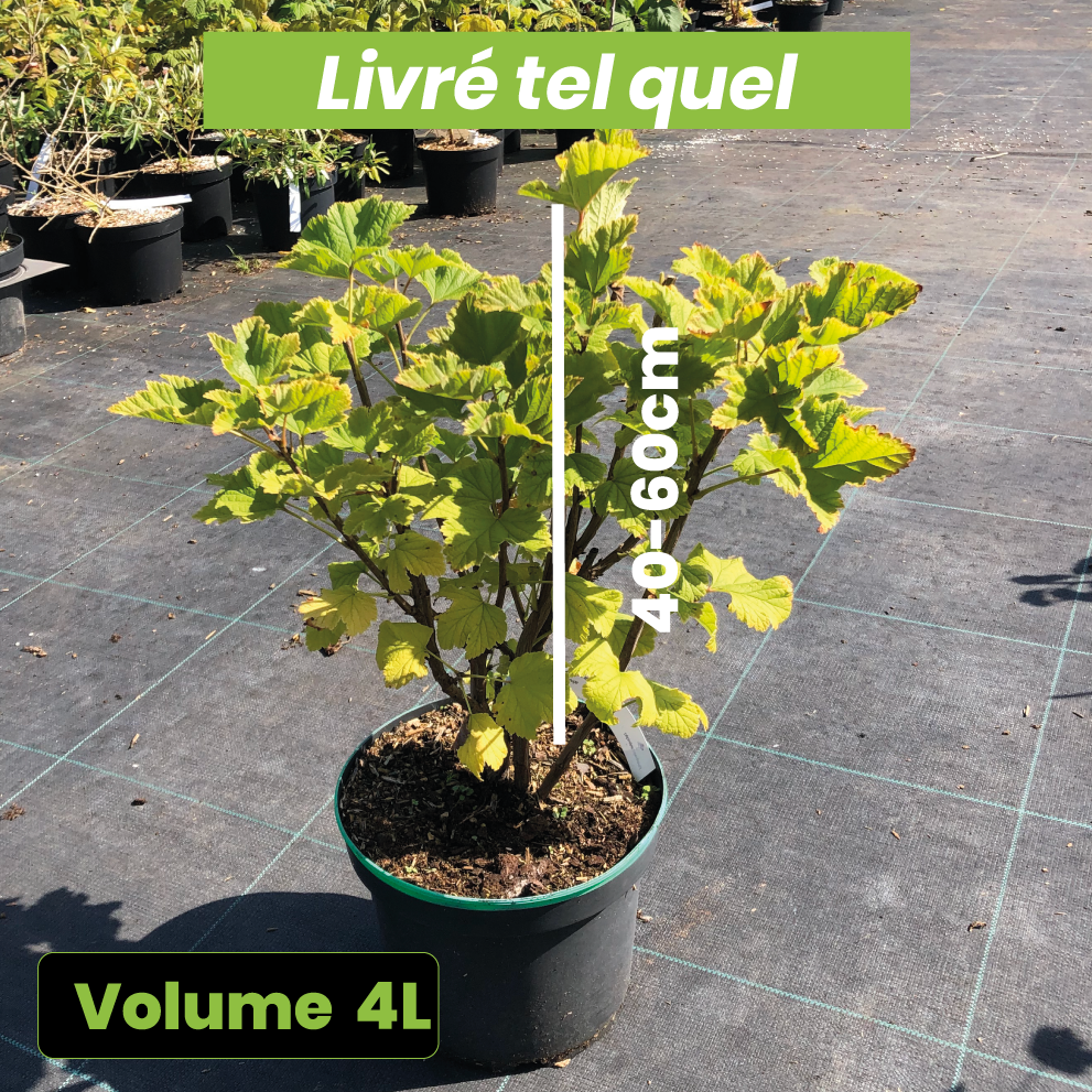 Ribes Rubrum London Market - Groseillier à grappes - Volume 4L / 40-60cm