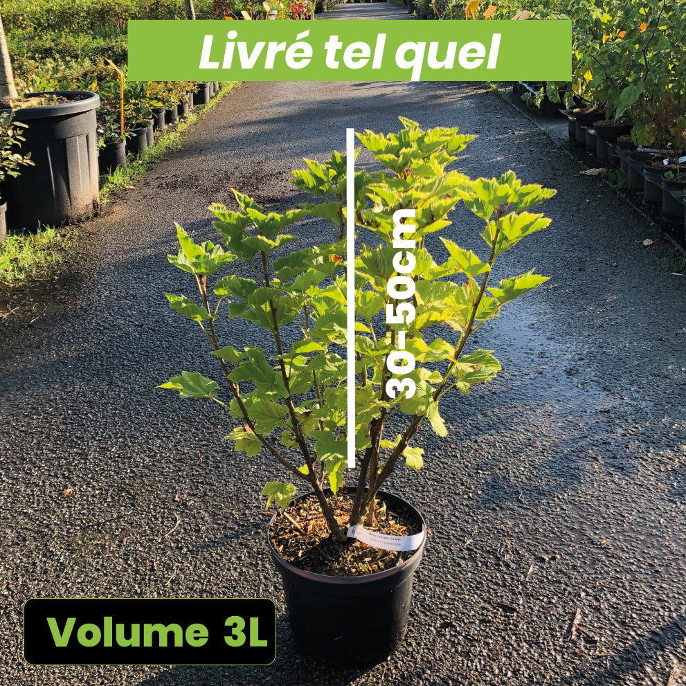 Ribes Rubrum Red Lake - Groseillier Red Lake Améliorée - Volume 3L / 30-50cm