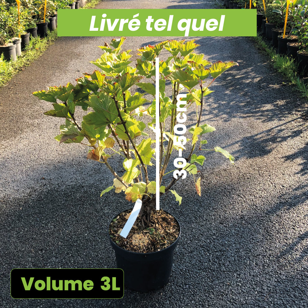 Ribes Rubrum Blanka - Groseillier à grappes blanches Blanka - Volume 3L / 30-50cm
