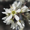 Amelanchier Canadensis - Amélanchier du Canada - Volume 4L / 60-80cm