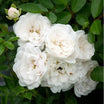 Rosa 'white Fairy' - Volume 3L / 30-40cm