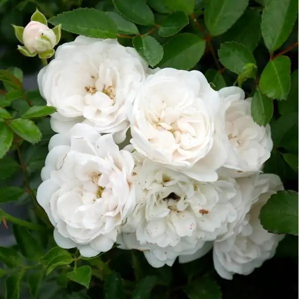 Rosa 'white Fairy' - Volume 3L / 30-40cm