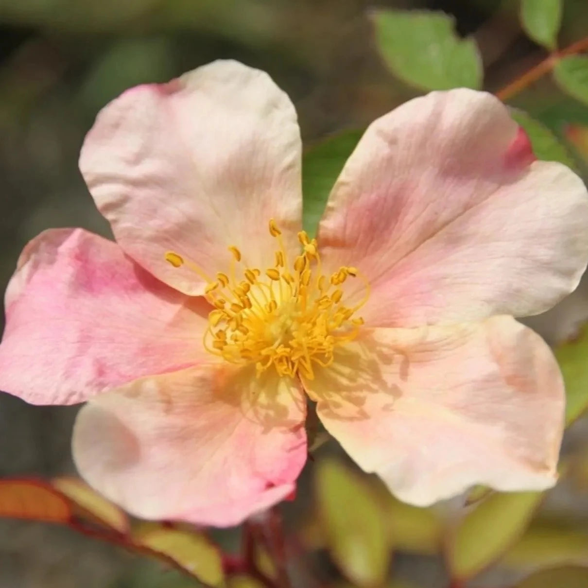 Rosa (x) chinensis Mutabilis - Volume 3L / 30-40cm
