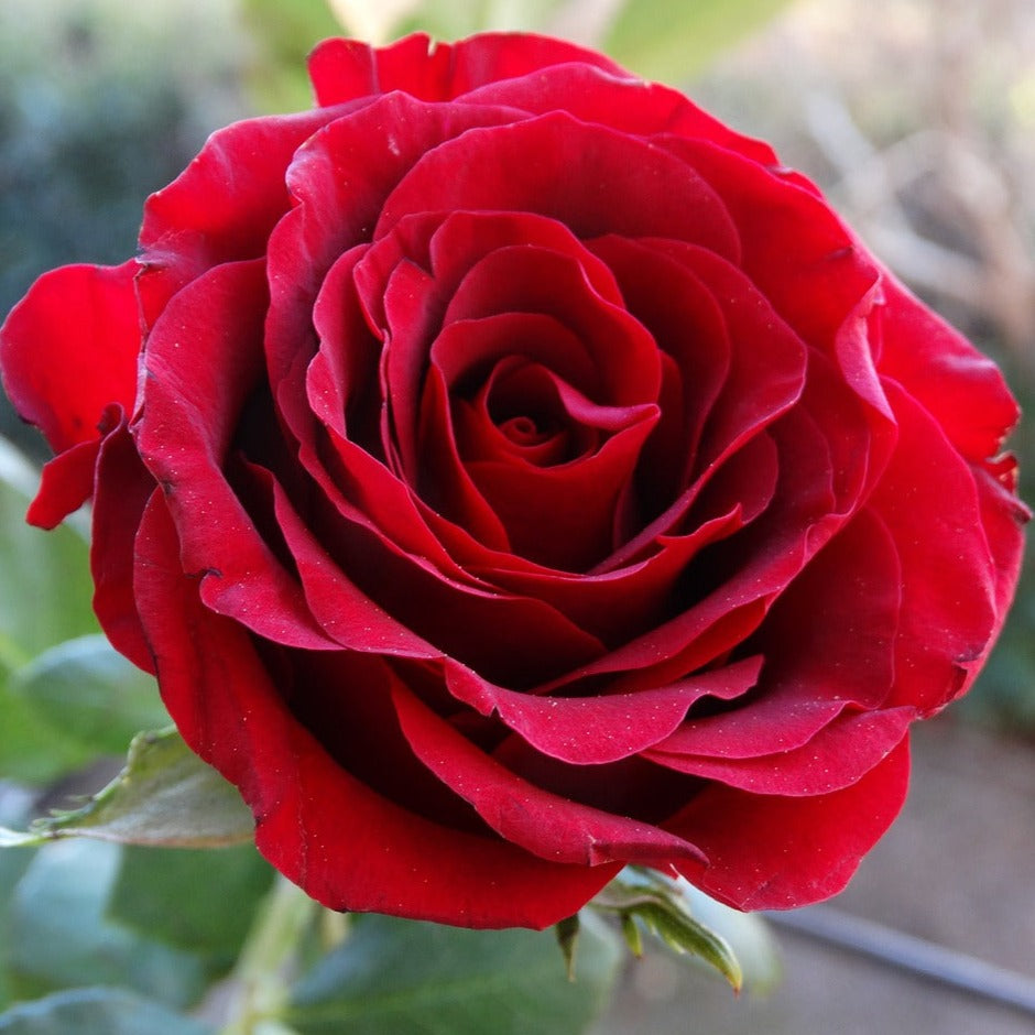 Rosier Sans Contraintes Toscana / Gärtnerfreude - Volume 3L / 30-40cm