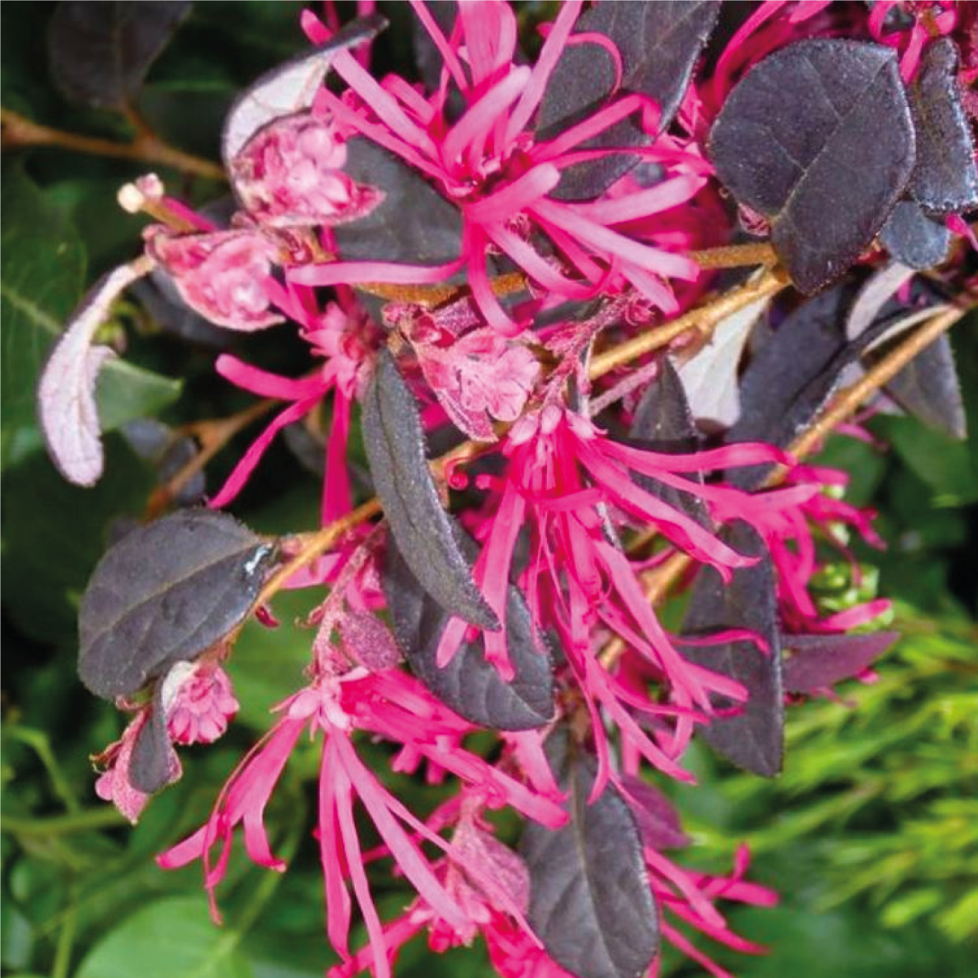 Loropetalum Chinensis Rose in Black - Volume 3L / 30-40cm