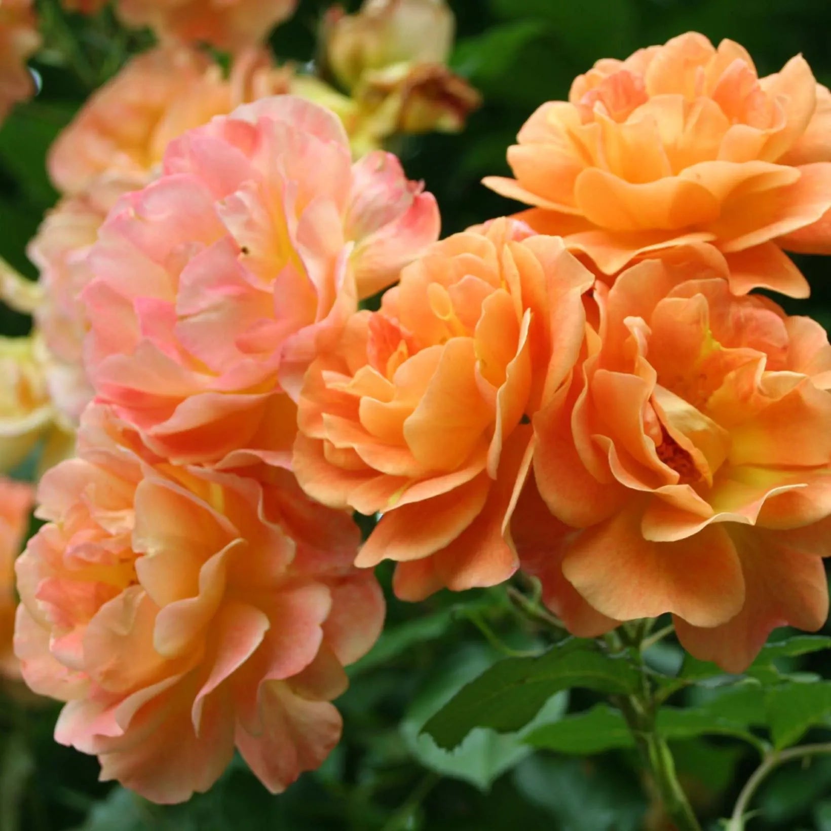 Rosa Westerland - Volume 3L / 30-50cm