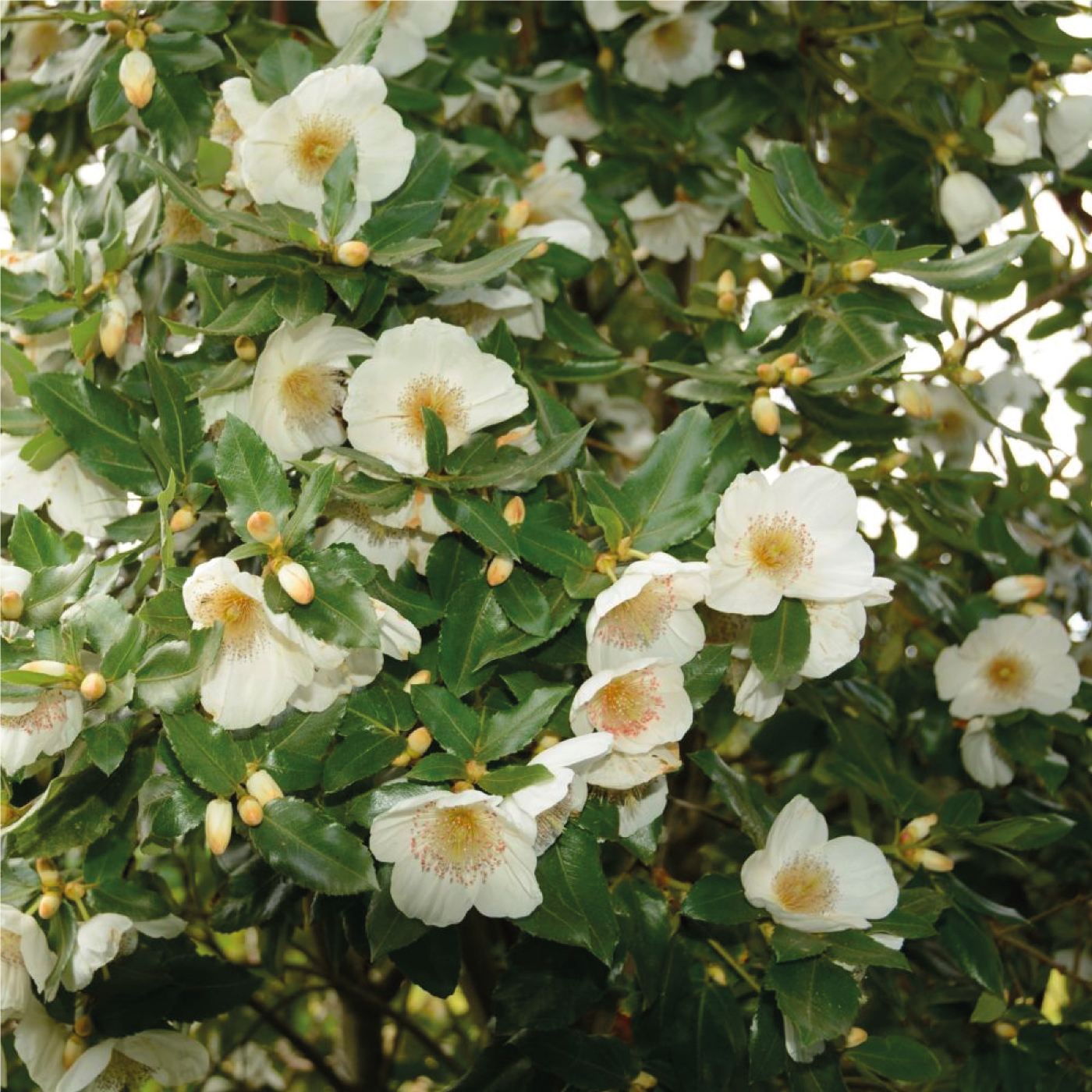 Eucryphia x Intermedia Rostrevor - Volume 3L / 40-50cm