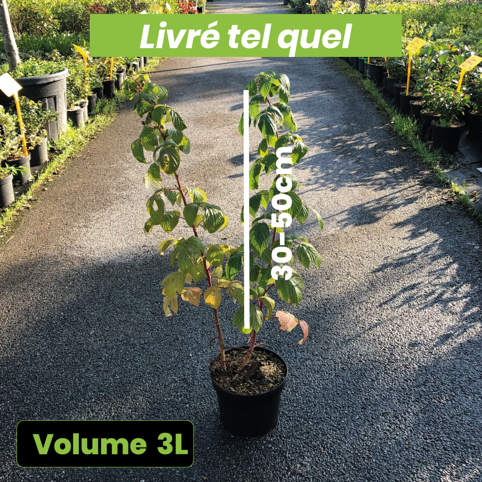 Rubus Idaeus Heritage - Framboisier Heritage