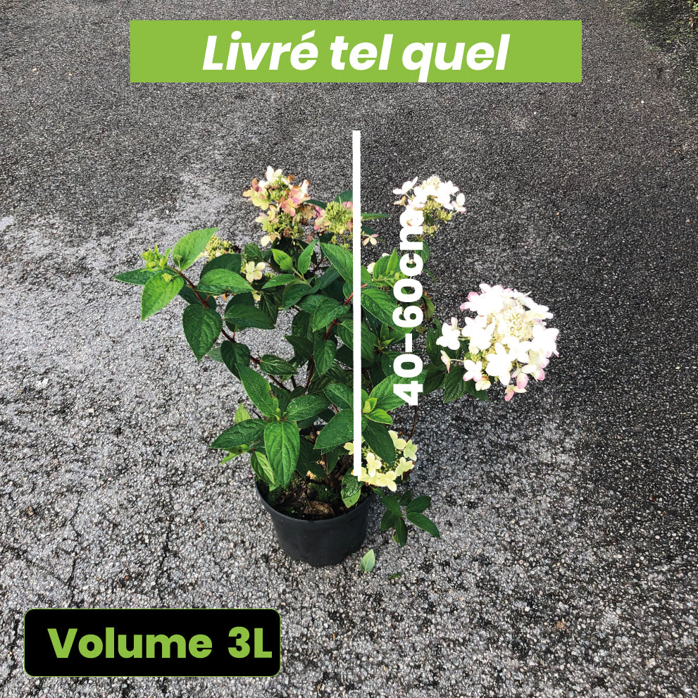 Hydrangea paniculata 'Ruby Angels Blush' - Volume 3L / 40-60cm