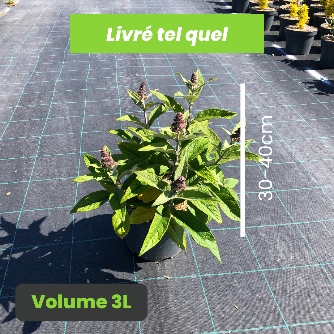 Buddleja Butterfly Candy Little Ruby - Arbre aux papillons nain - Volume 3L / 30-40cm