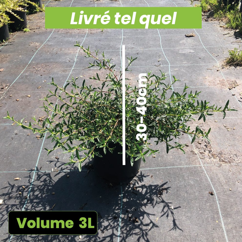 Halimiocistus Sahucii - Halimiociste de Sahuc - Volume 3L / 30-40cm