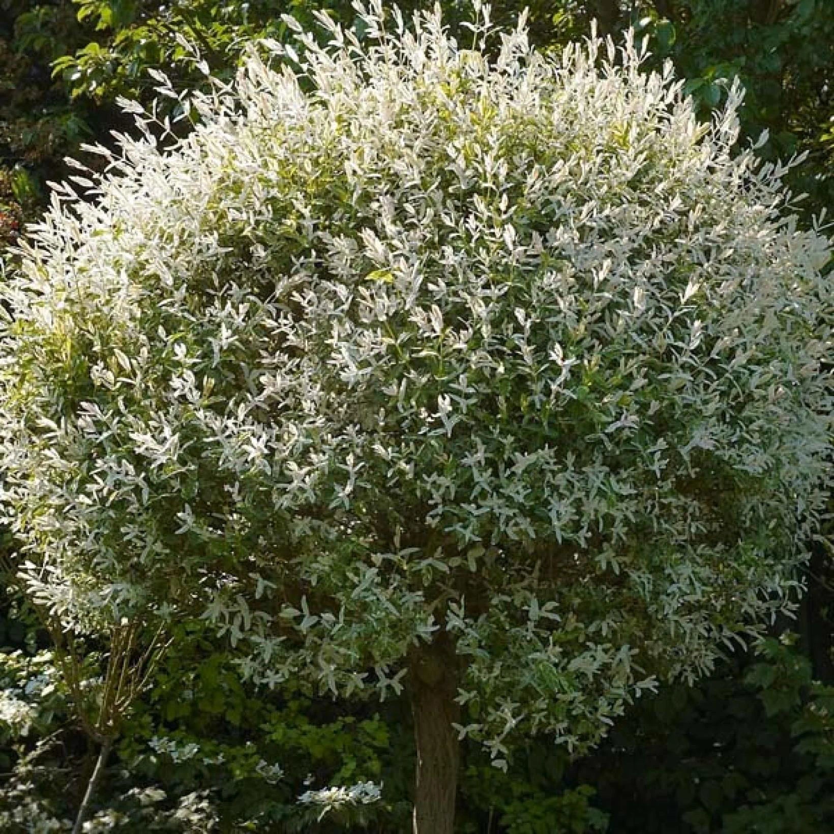 Salix Integra Hakuro Nishiki - Saule crevette - Volume 3L / 40-60cm