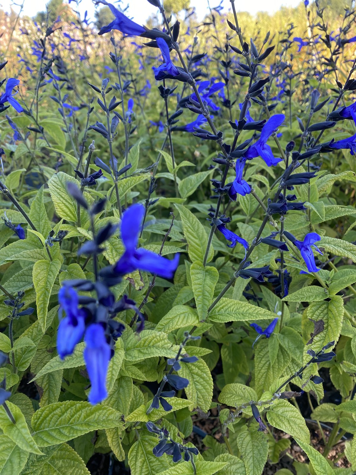 Salvia Amistad en fleur à la Pépinière de Penhouët