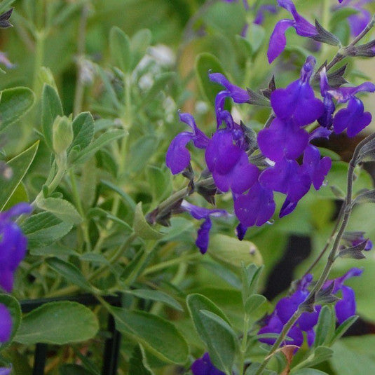 Salvia Greggii bleu - Volume 3L / 20-40cm