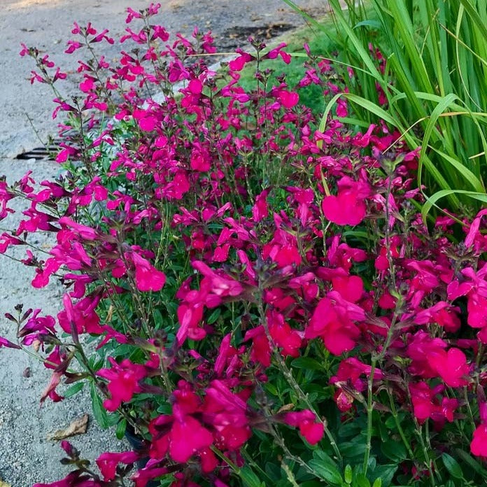 Salvia Greggii Mirage Pink - Sauge arbustive - Volume 3L / 30-50cm