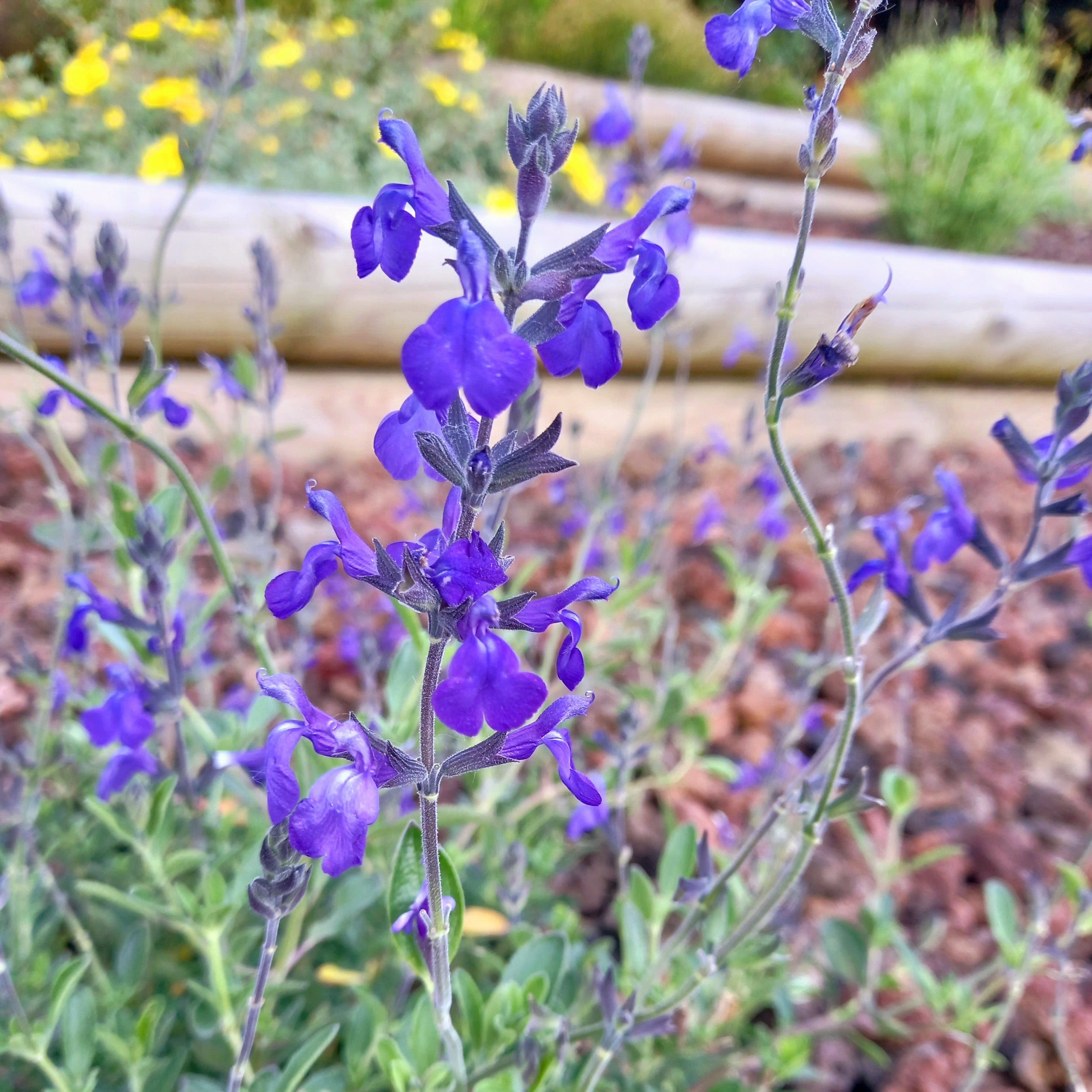 Salvia Blue Note - Sauge Arbustive Blue Note - Volume 3L / 20-40cm