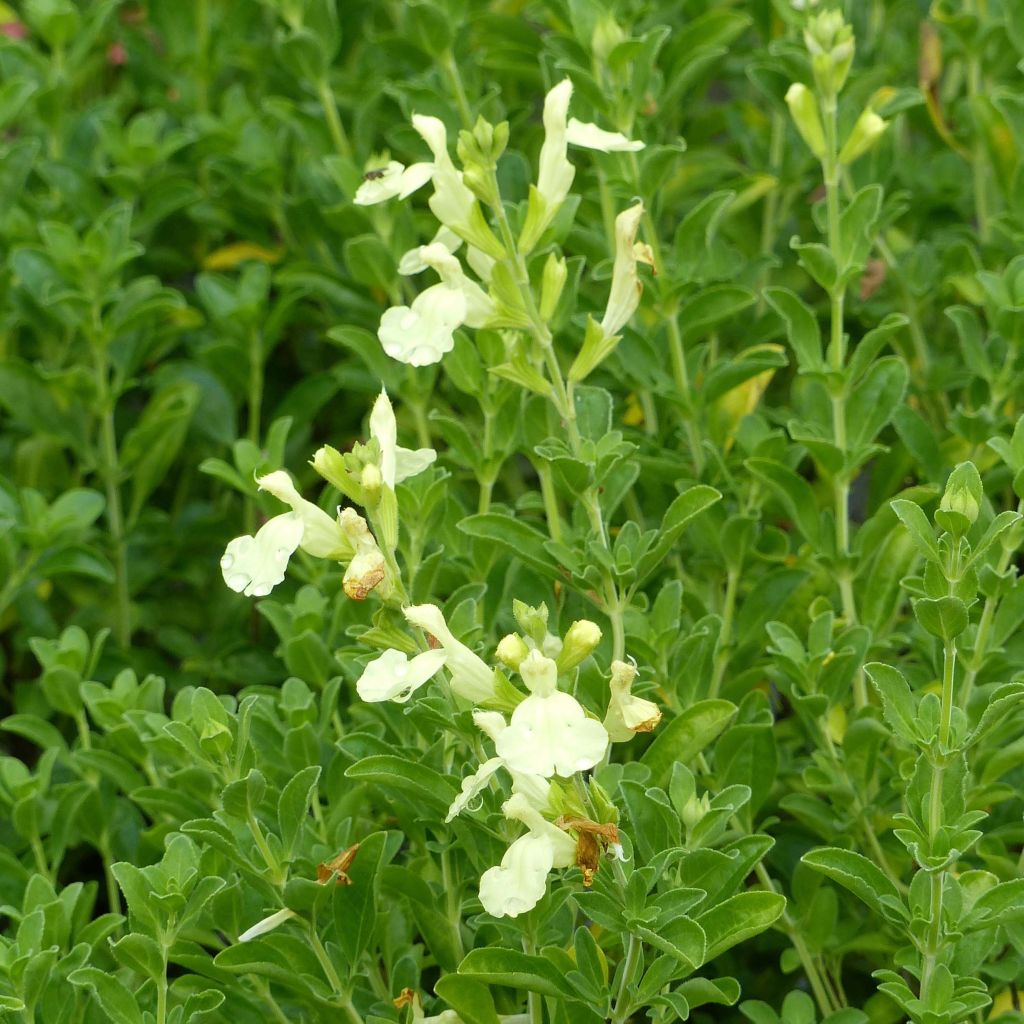Salvia greggii suncrest lemon light - Volume 3L / 30-50cm