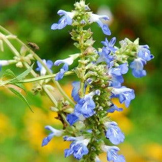Salvia Uliginosa - Sauge des Marais