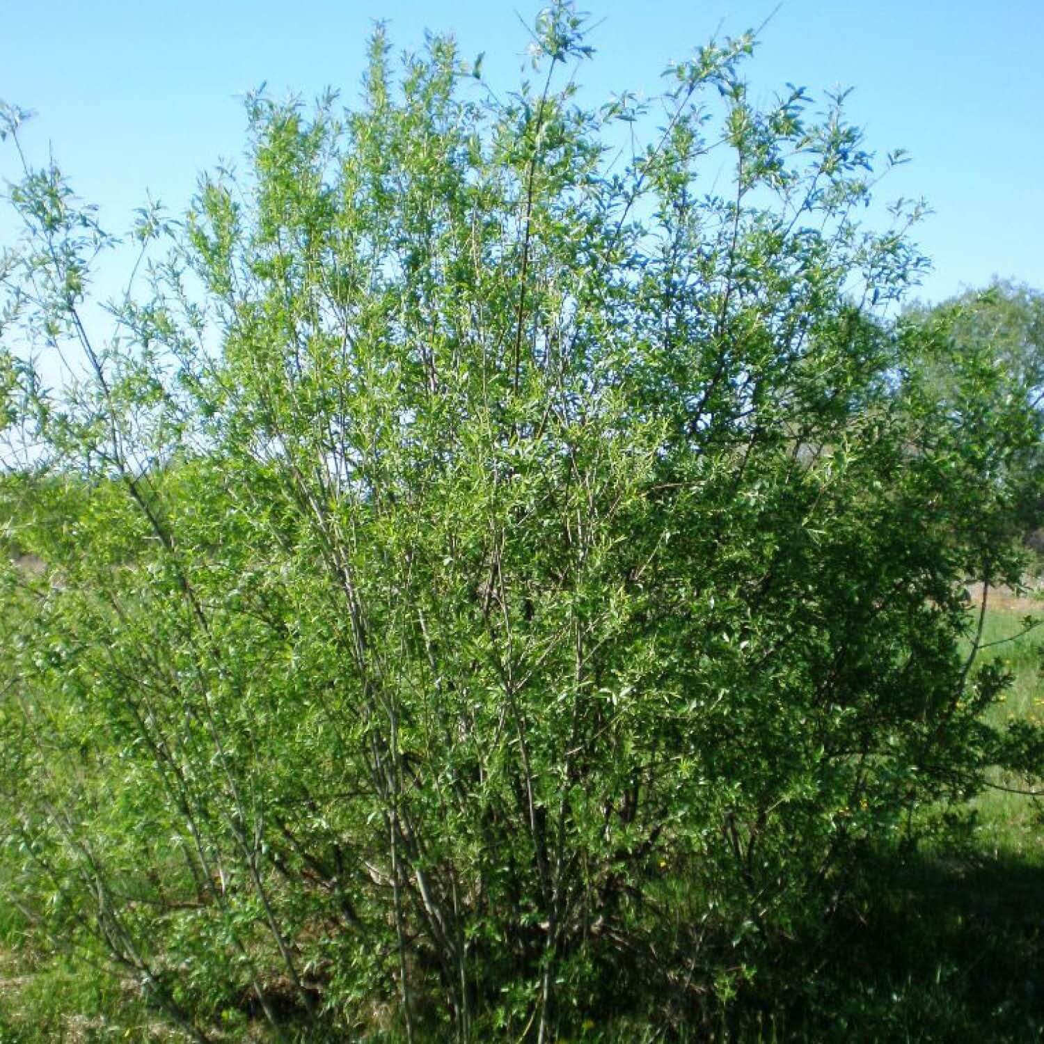 Salix x Viminalis - Saule des Vanniers - Volume 4L / 50-70cm