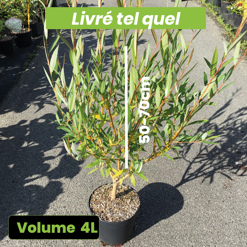 Salix x Viminalis - Saule des Vanniers - Volume 4L / 50-70cm