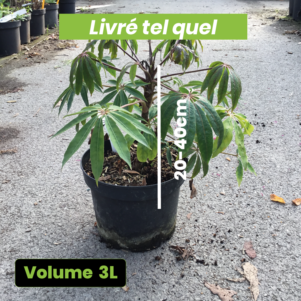 Schefflera Taiwaniana - Volume 3L / 20-40cm