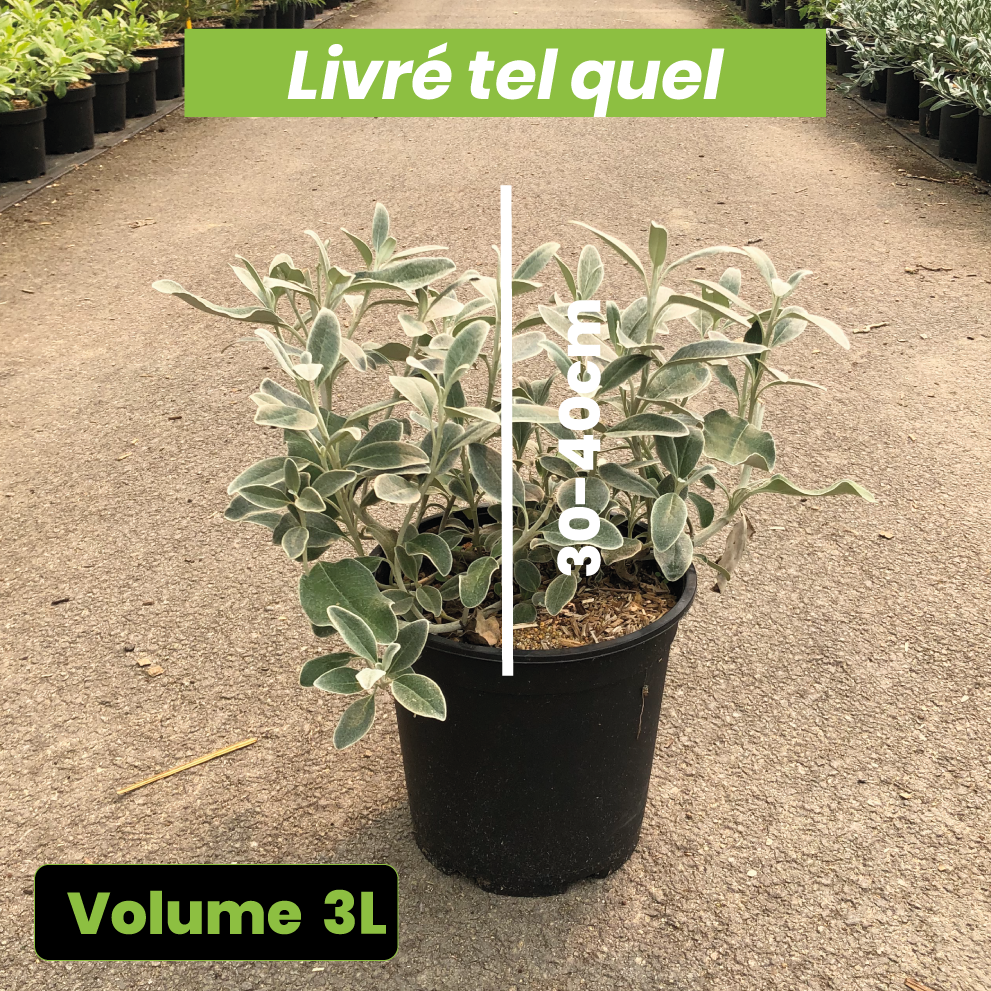 Senecio Greyi - Séneçon gris - Volume 3L / 30-40cm