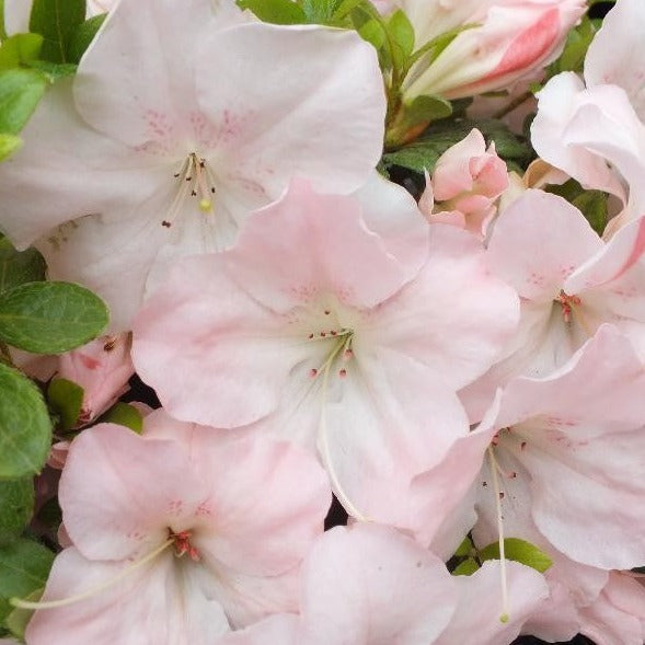 Azalea Japonica 'Sir Robert' - Volume 3L / 30-40cm