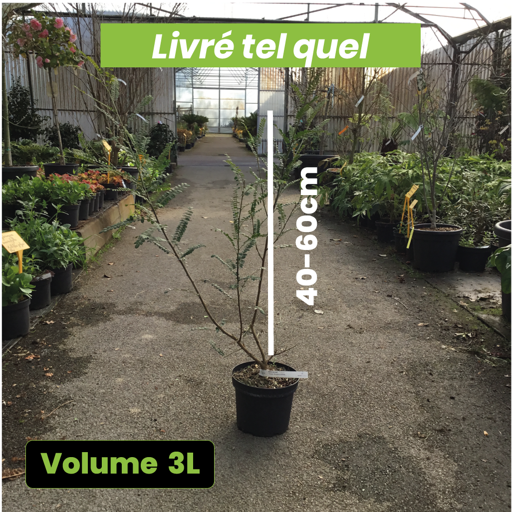 Sophora Sun King - Volume 3L / 40-60cm