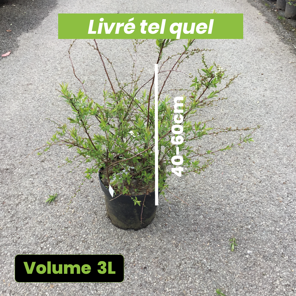 Spiraea Arguta blanche - Spirée dentelée - Volume 3L / 40-60cm