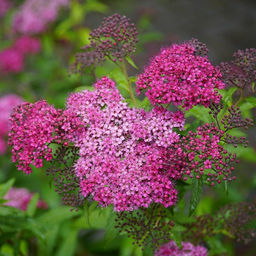 Spiraea Japonica Shirobana - Spirée Japonaise Shirobana - Volume 3L / 30-40cm