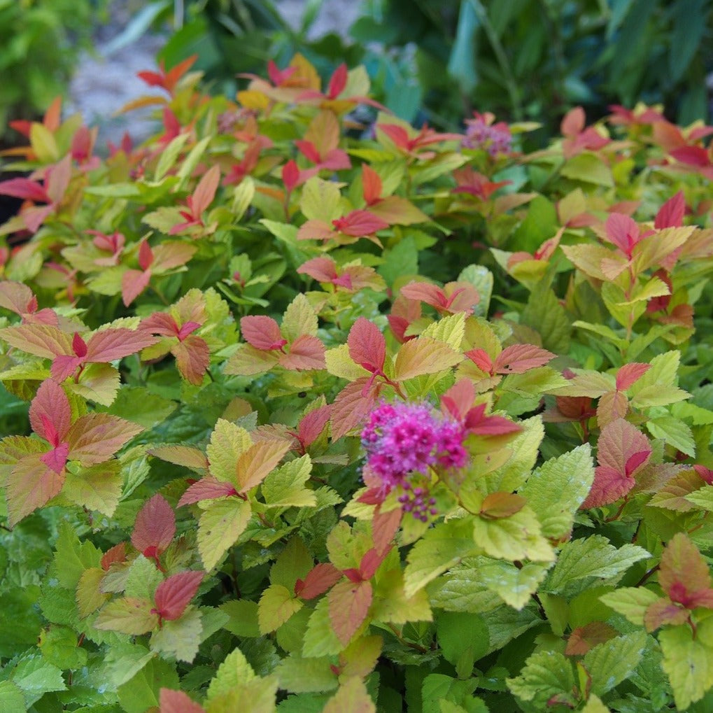 Spiraea Japonica Little Flame - Volume 3L / 30-50cm