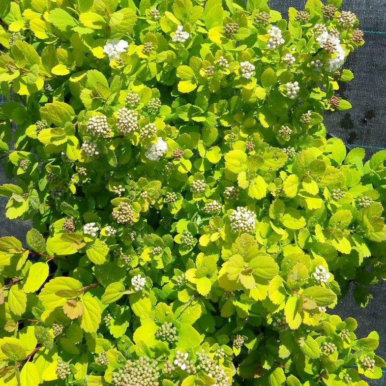 Spiraea Betulifolia Tor Gold - Spirée à feuilles de bouleau Tor Gold - Volume 3L / 20-30cm