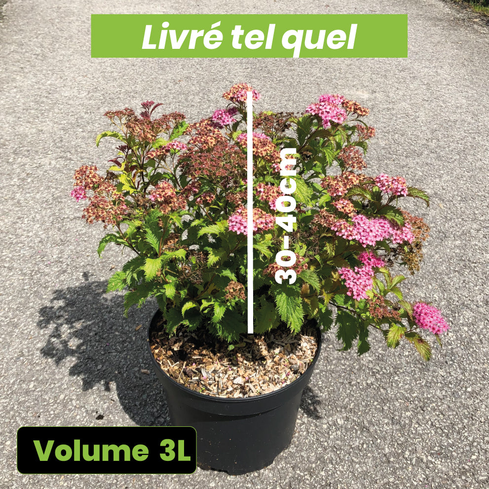 Spiraea Japonica Crispa - Spirée japonaise - Volume 3L / 30-40cm