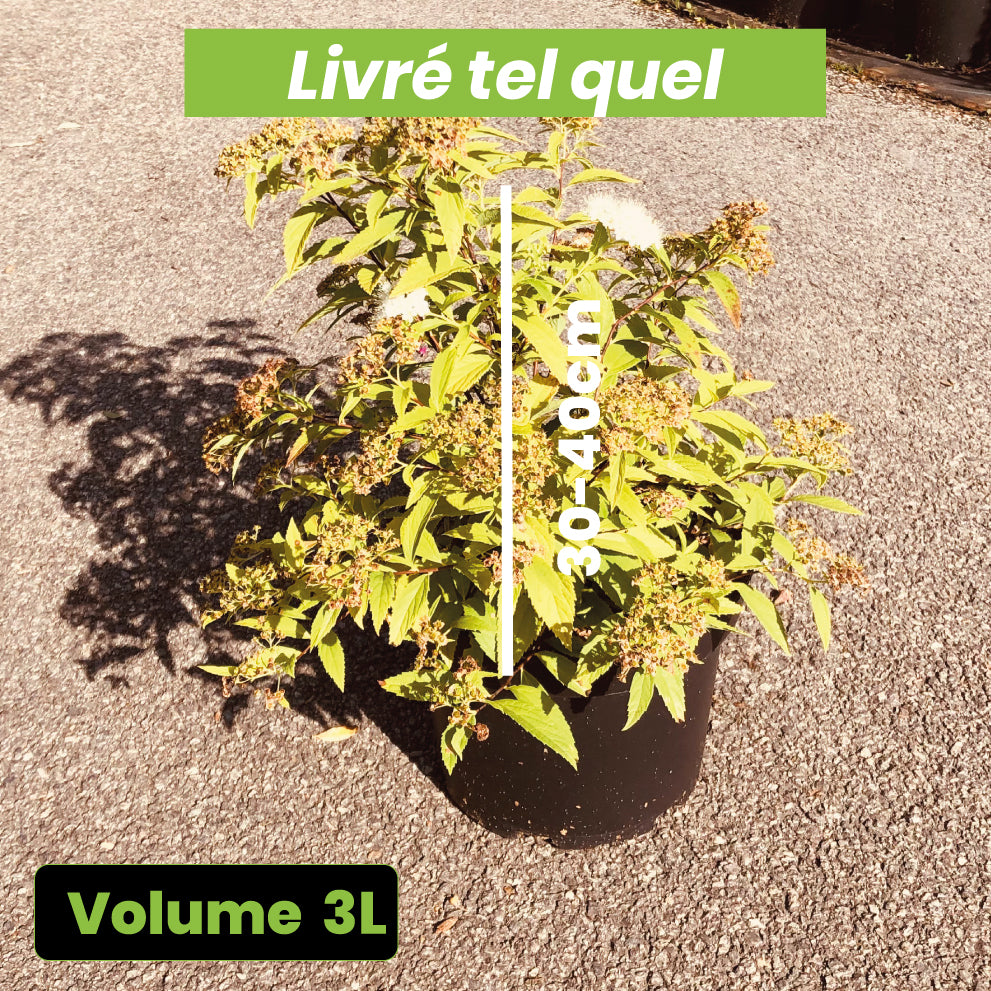 Spiraea Japonica Shirobana - Spirée Japonaise Shirobana - Volume 3L / 30-40cm