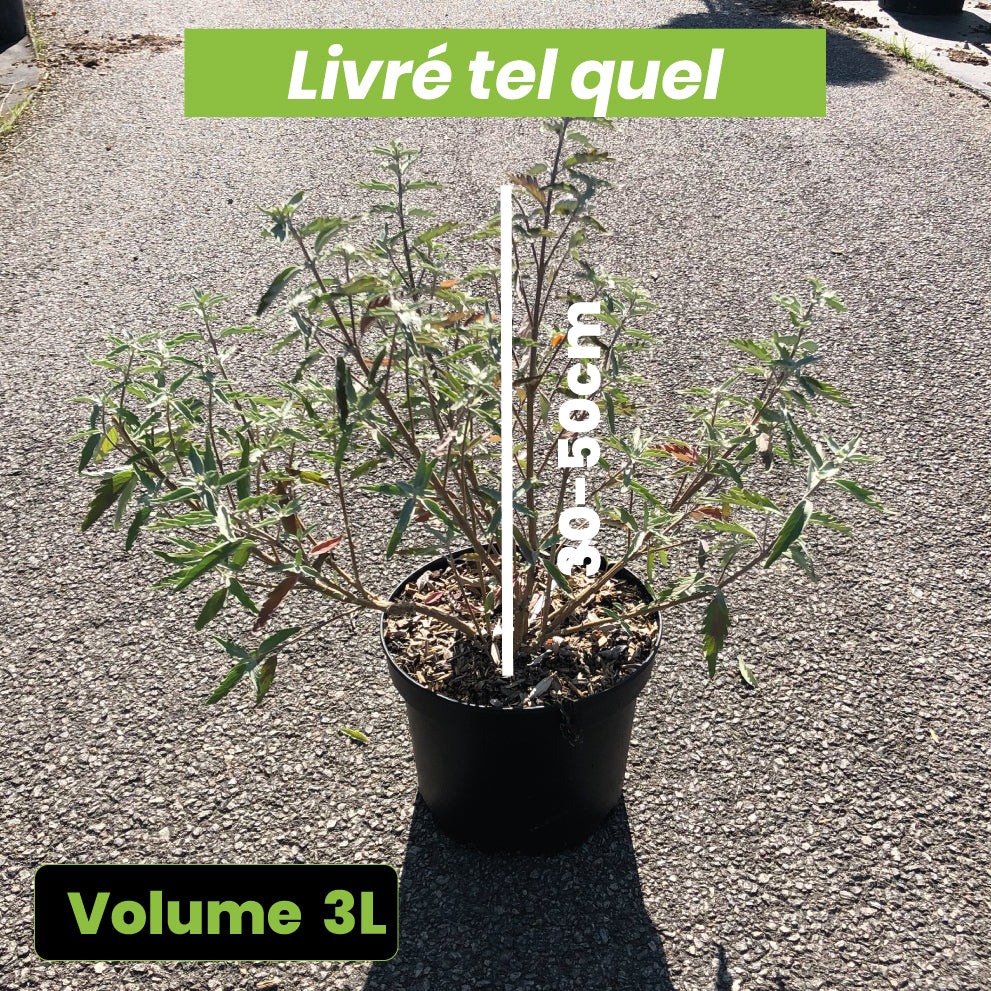 Caryopteris x Clandonensis Sterling Silver - Spirée Bleue - Volume 3L / 30-50cm