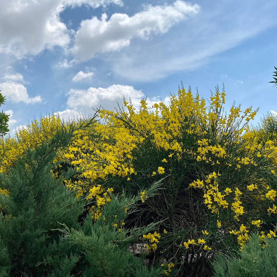 Spartium Junceum - Genêt d'Espagne - Volume 4L / 40-60cm